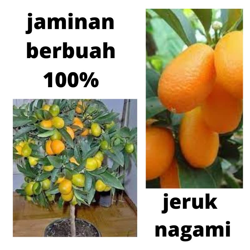 Bibit Buah Jeruk Nagami Asli Hasil Okulasi Sudah Berbuah-Bibit Tanaman Jeruk Nagami Berbuah