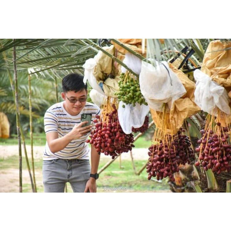 Bibit pohon kurma azwa original / kurma azwa tanaman / Buah kurma azwa