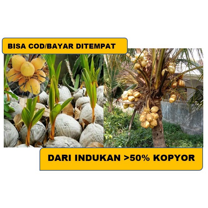Bibit Kelapa Kopyor Genjah Kuning Asli Pati
