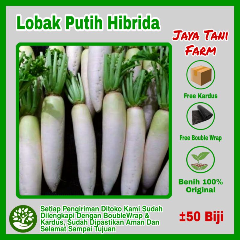 50 Biji Benih Lobak Putih Hibrida / Benih Sayuran / Bibit Sayuran / Biji Sayuran / Benih Lobak Putih