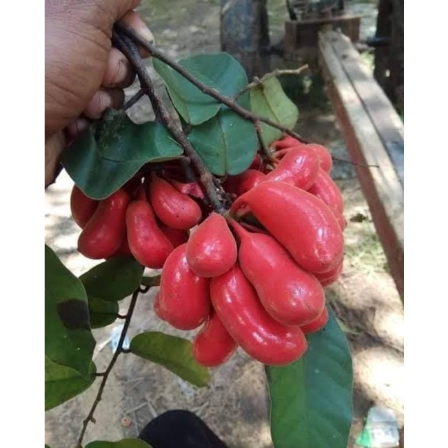 

Buah Kalak/(BIBIT) Buah Susu Munding Segar_Buah Langka Manis Segar