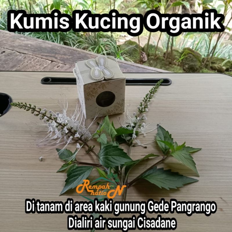 

ORGANIK - DAUN KUMIS KUCING SEGAR - PERLAKUAN ALAMI KAYA KHASIAT