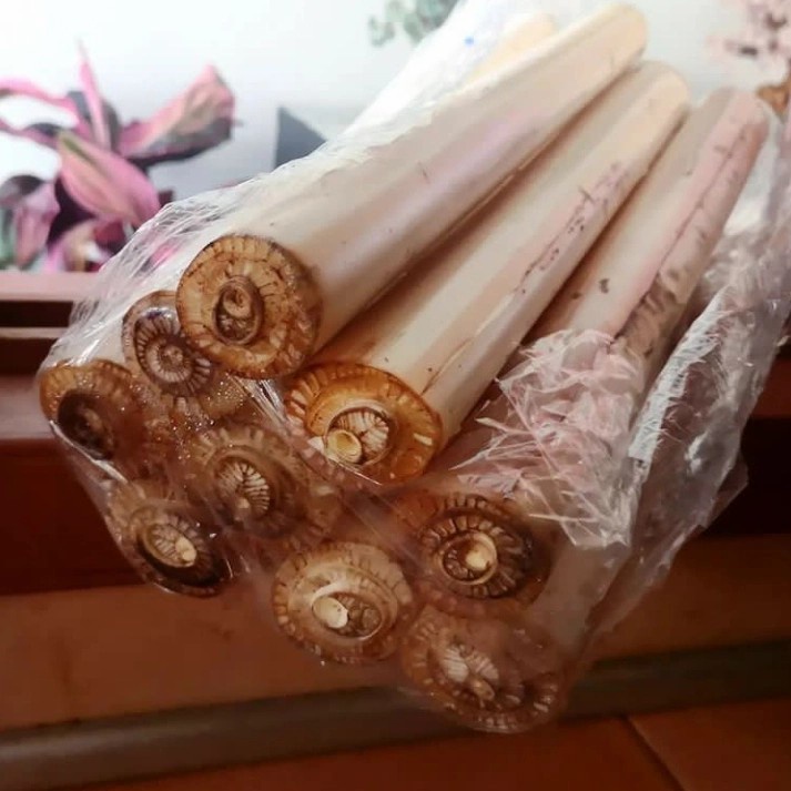 

Umbut pisang kepok segar per 1 batang organik untuk obat herbal