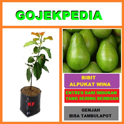 Bibit Tanaman Pohon Alpukat Wina Bibit Alpukat Wina Okulasi FREESS