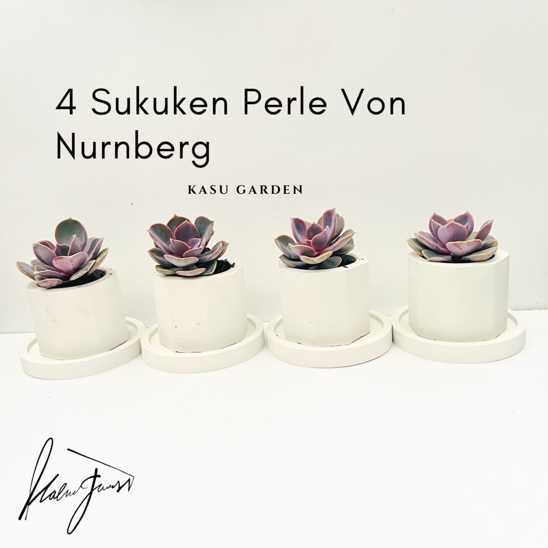 Paket 4 Sukulen Perle Von Nurnberg - Fullset