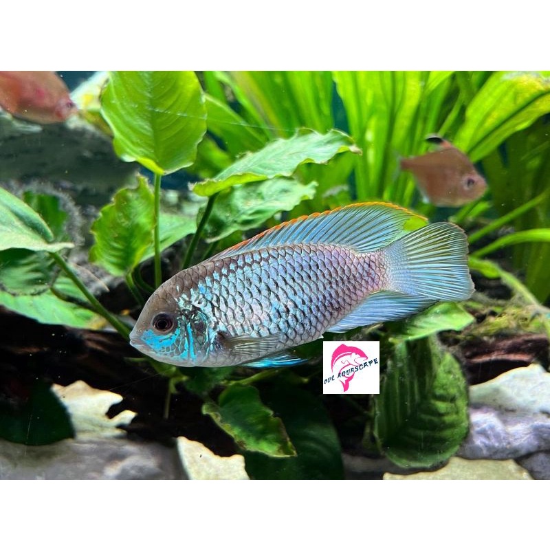 ikan hias cichlid blue acara