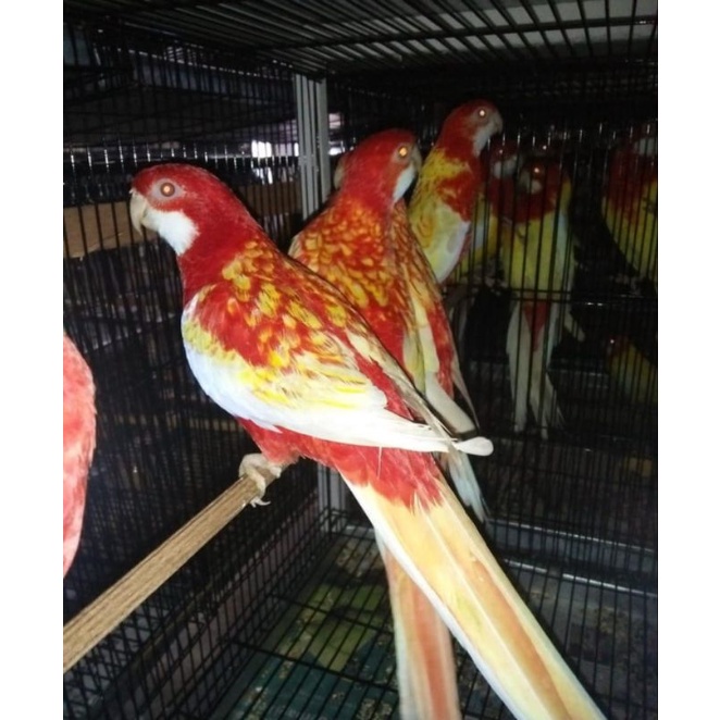 Burung parkit rosella rubino mata merah sepasang