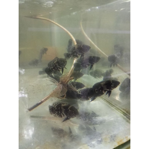 ikan oscar batik