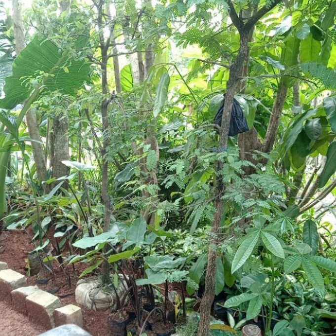 pohon asem tinggi pohon 2 meter