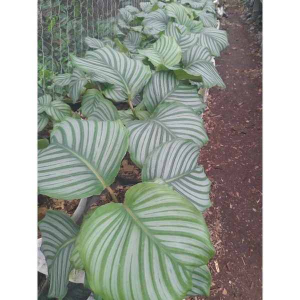 Calathea orbifolia