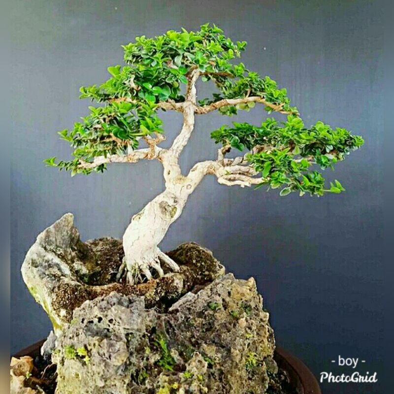 Jual Bonsai Sancang Bibit Sancang Terbaik Di Indonesia Shopee Indonesia