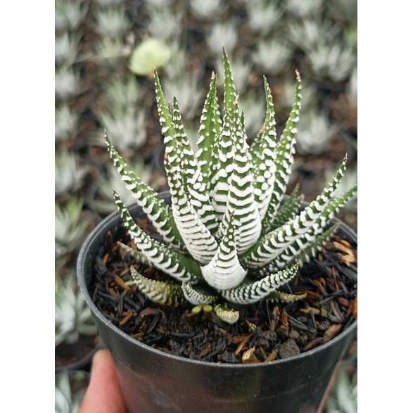 Haworthia zebra