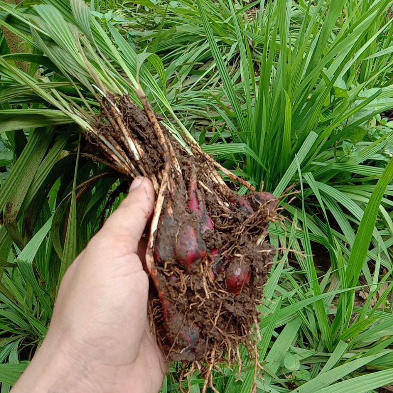 Bawang Dayak Kalimantan Basah Fresh 1kg