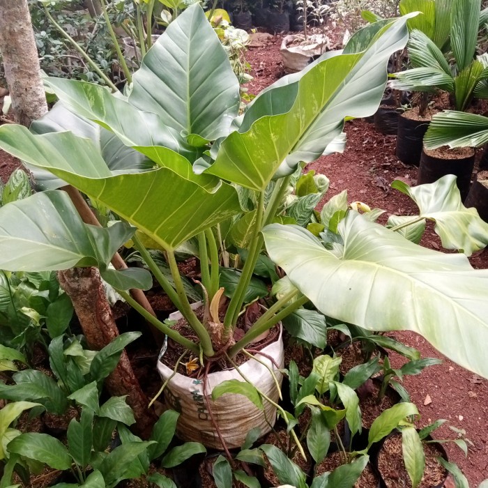 tanaman hias philo marbel