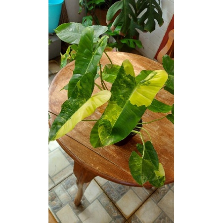 burle marx variegata