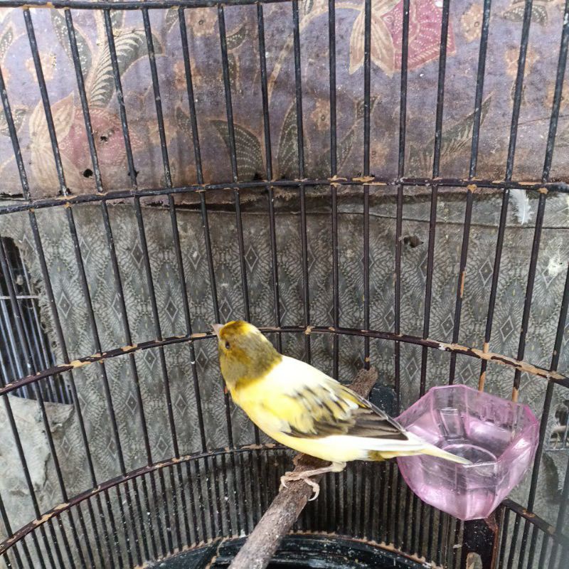 burung kenari af gacoran pilihan