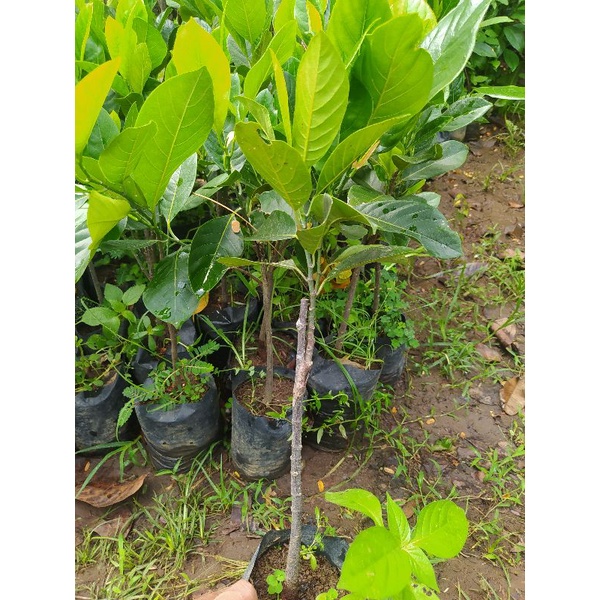 bibit nangka mini okulasi