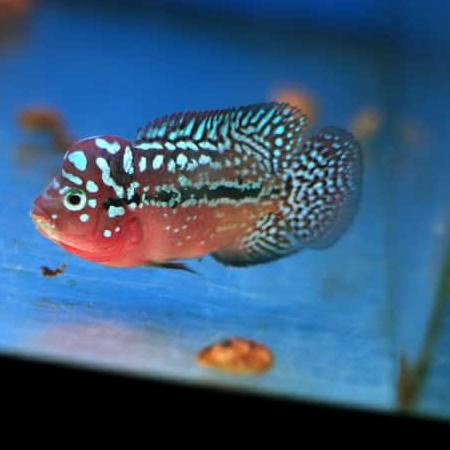 louhan kamfa F2 redking