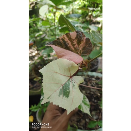 waru merah varigata (tri colour) pecah batang