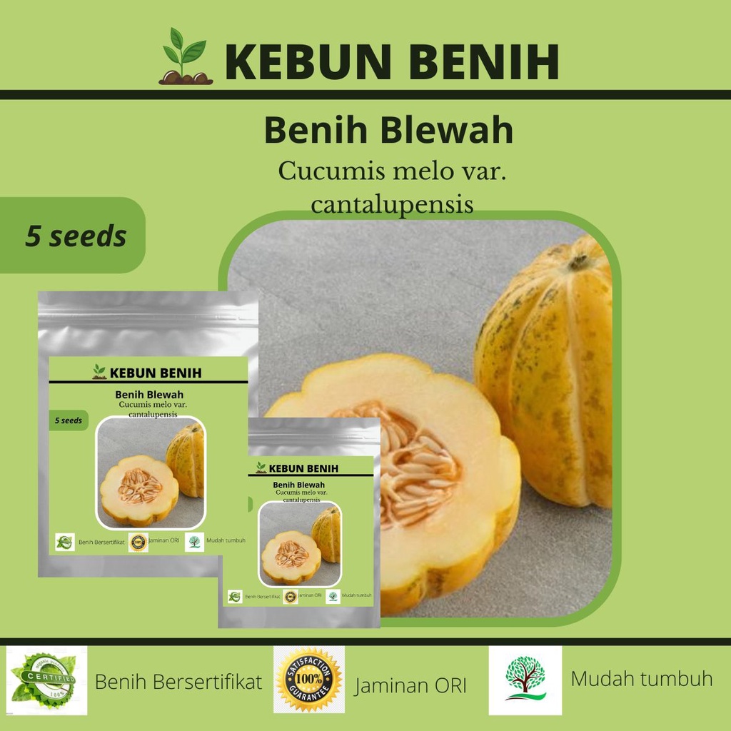 Benih Tanaman Blewah Kualitas Unggul