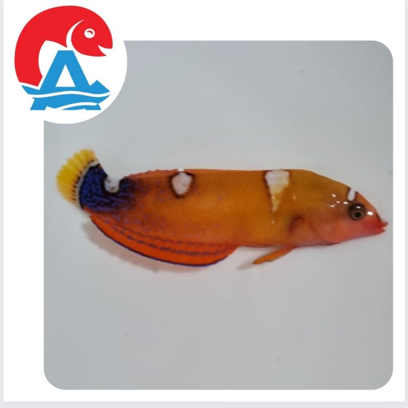 

Ikan Hias Laut Keling Merah