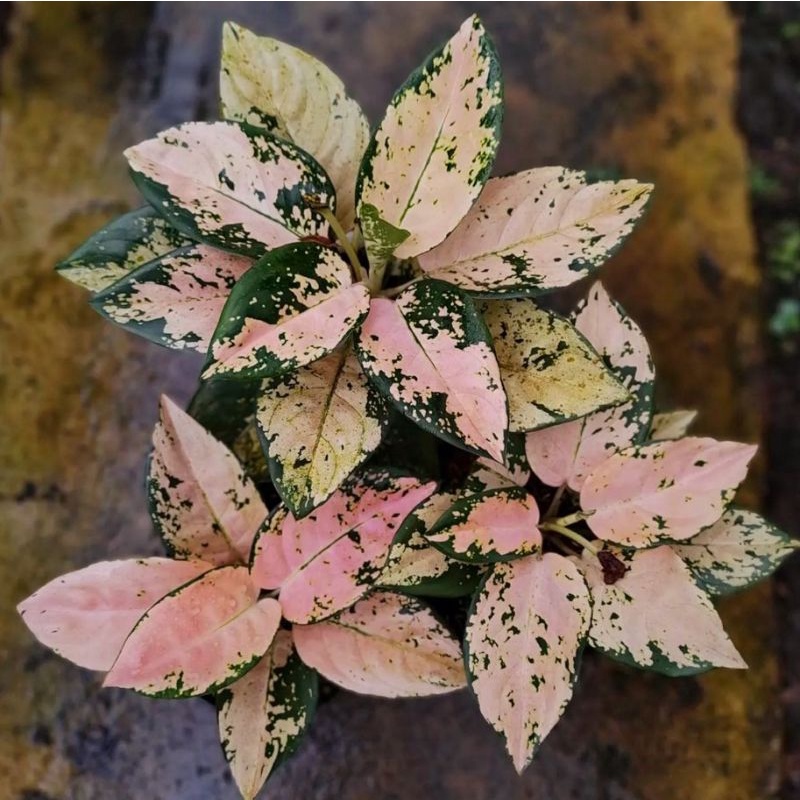 Aglonema suksom white (Tanaman hias aglaonema suksom white) - tanaman hias hidup - bunga hidup - bun