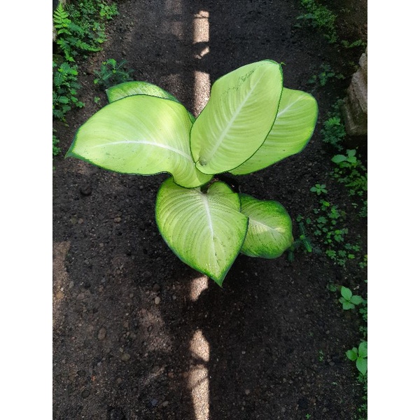 dieffen tisu bangkok.diven tisu bangkok