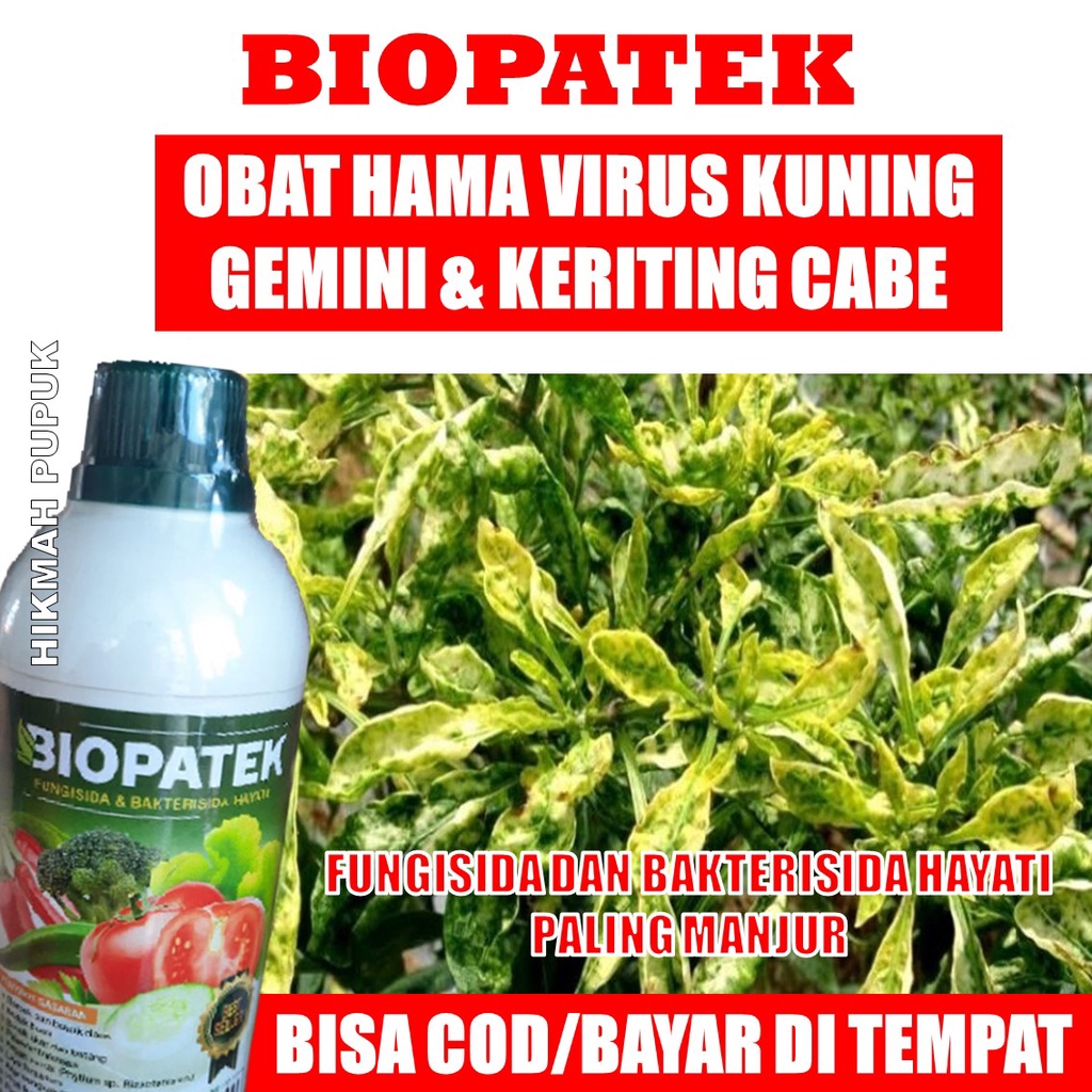 Obat Daun Kuning Keriting Rontok Daun dan Buah Cabe/Cabai & Timun - Pupuk Kalsium BIOPATEK Ampuh Men