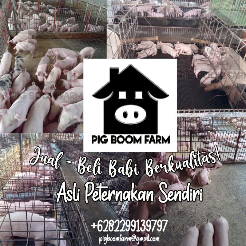 Babi Hidup Siap Potong (Biren) , Anakan (Genjik) , Indukan (Babon) , Indukan bunting/hamil, Sortiran