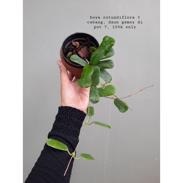 hoya rotundiflora rimbun 3 cabang