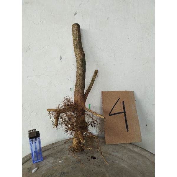 Bahan Bonsai Tanaman Hias Jeruk Kingkit Dongkelan Small atau mame 51