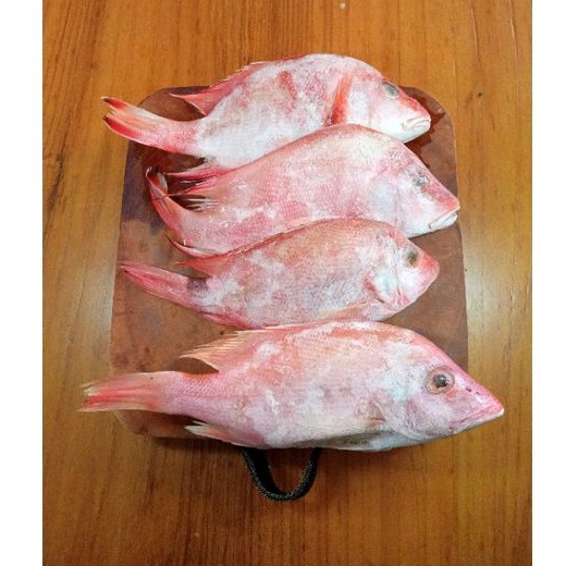 

Ikan Kakap Merah (frozen) 1/2kg | ikan fresh | ikan segar | ikan murah | ikan laut | Surabaya
