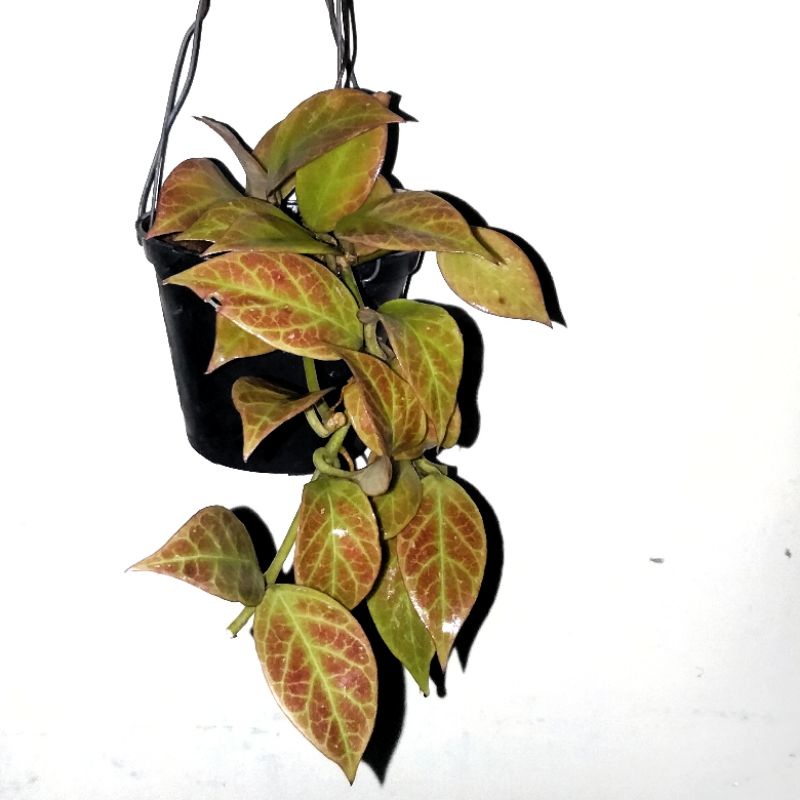 Hoya sunrise sunstressed