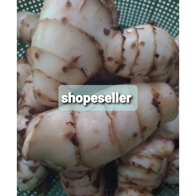 

jual ubi ganyol siap makan per 1kg