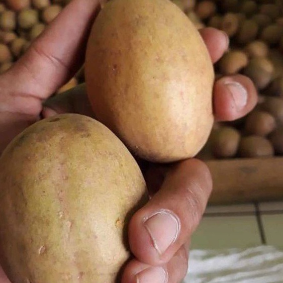 

buah sawo madu super manis 1 kg