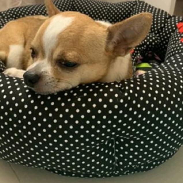 Tempat Tidur Anjing/Kucing/Dll.