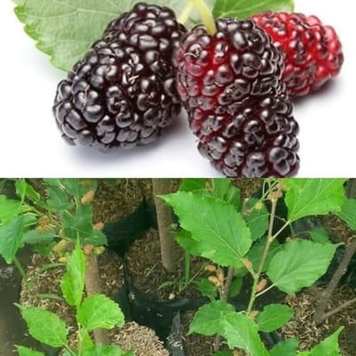 Bibit Tanaman Buah Murbei Pohon Murbei Bibit Arbei Bibit Murbei TEMURAH