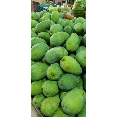 

Mangga Harumanis Matang Pohon