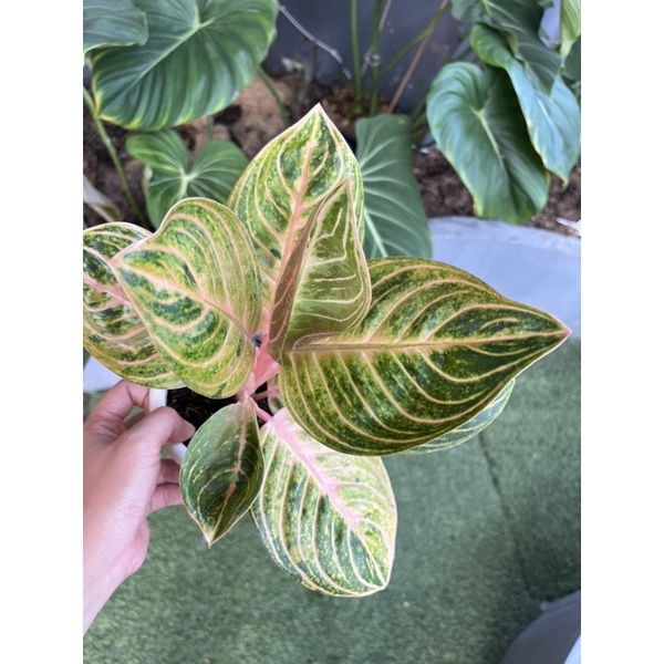 Aglaonema Rinjani