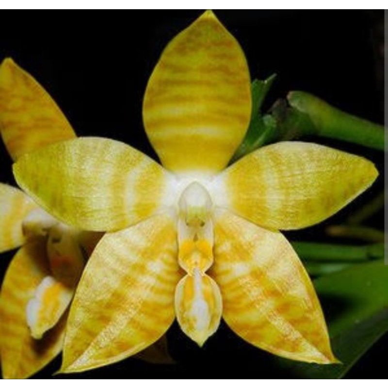 Paket Phalaenopsis Amboinensis