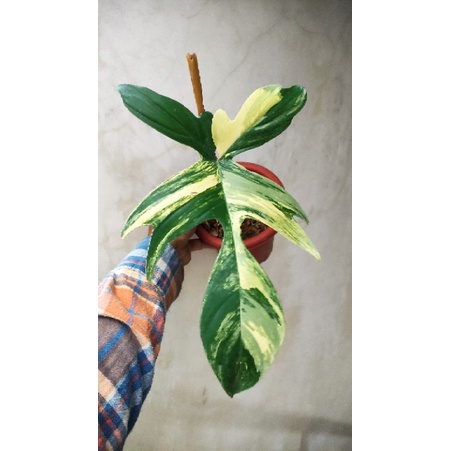 Philodendron Florida Beauty Varigata