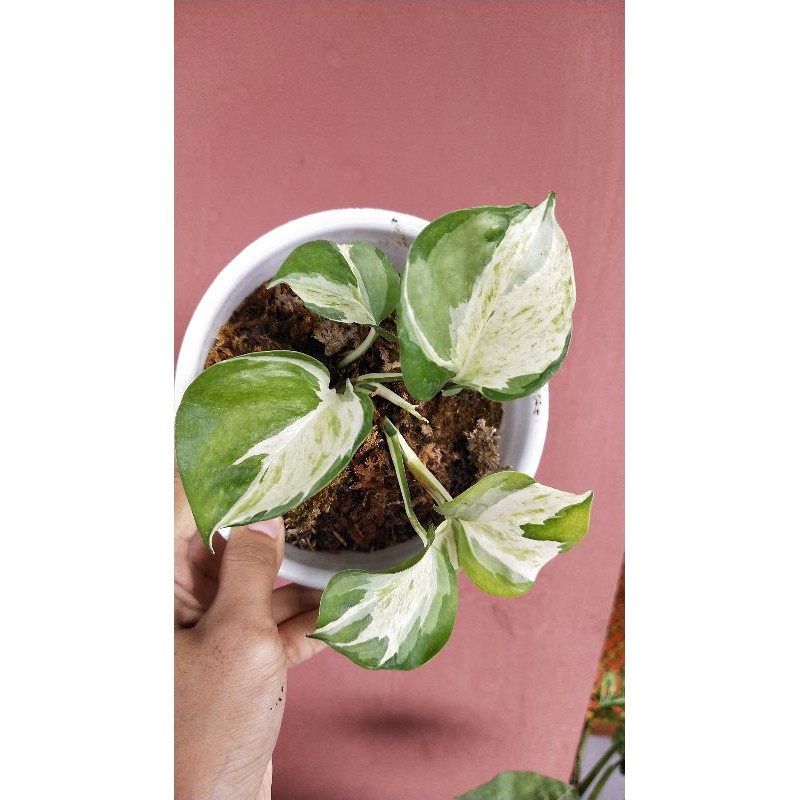 Sirih Manjula 2-3 Daun / Tanaman Sirih