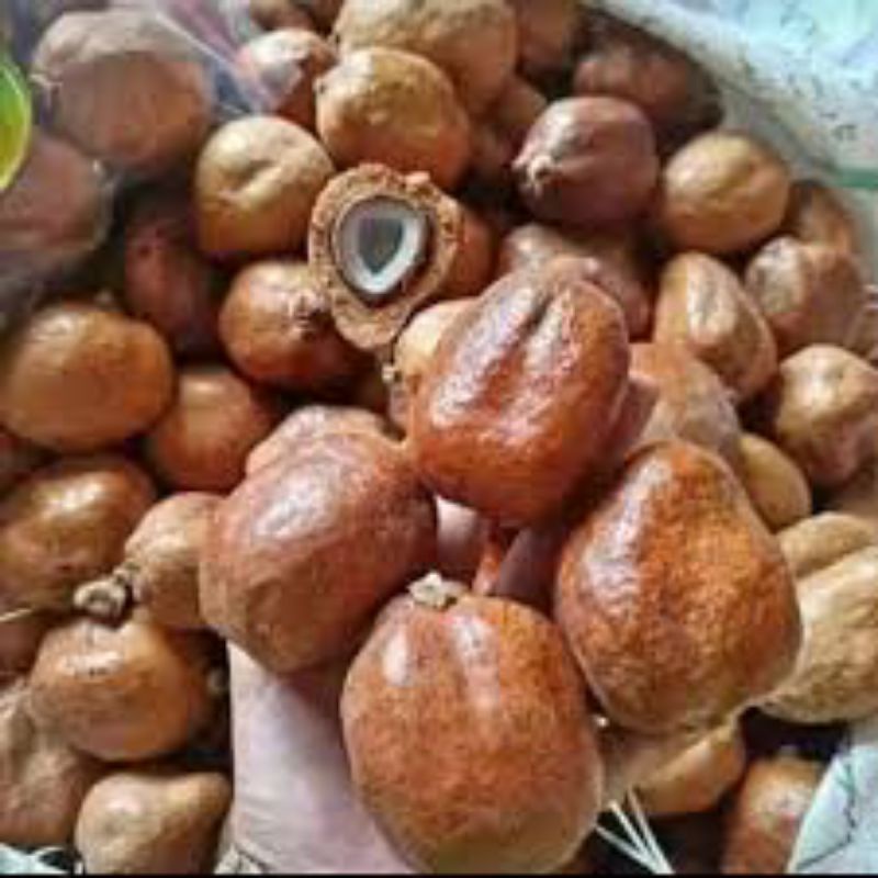 

Buah Zuriat Tanpa Belah Program hamil