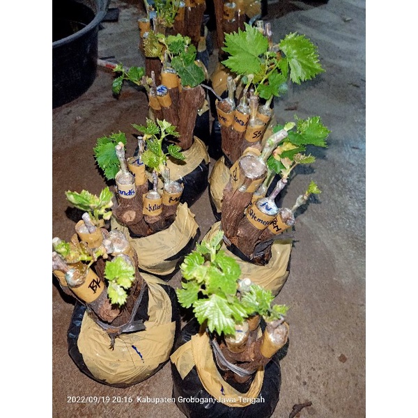 cutting grafting anggur impor
