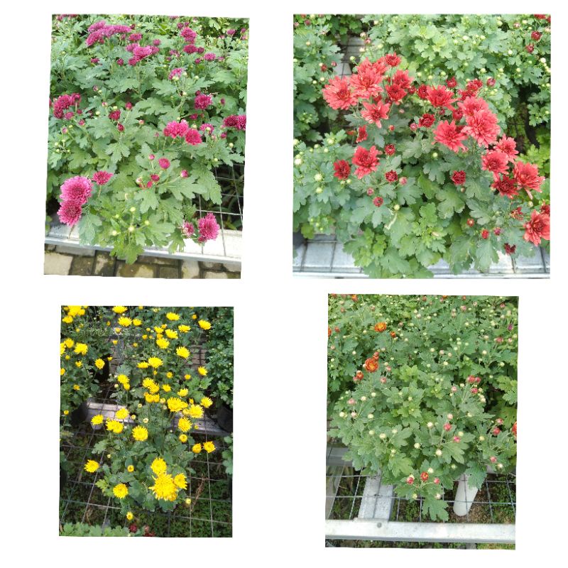 PAKET KRISAN 4 WARNA SUPER RIMBUN ISI 20 BATANG (MERAH MAROON, UNGU, KUNING, OREN)