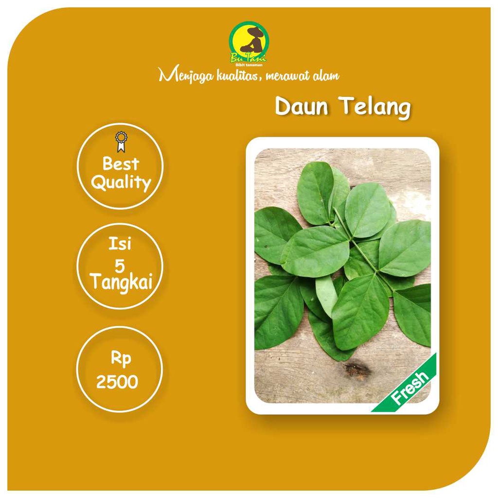 

5 Tangkai daun telang segar