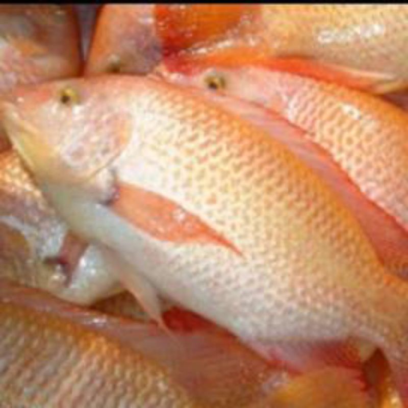 

IKAN MAS HITAM/MERAH FRESH 1000gr