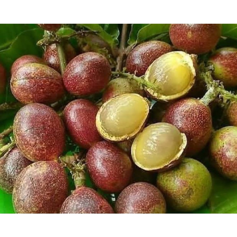 

matoa papua perpaduan rambutan duiran kelengkeng buah matoa 3 rasa asli buah bukan bibit 400-500 gr