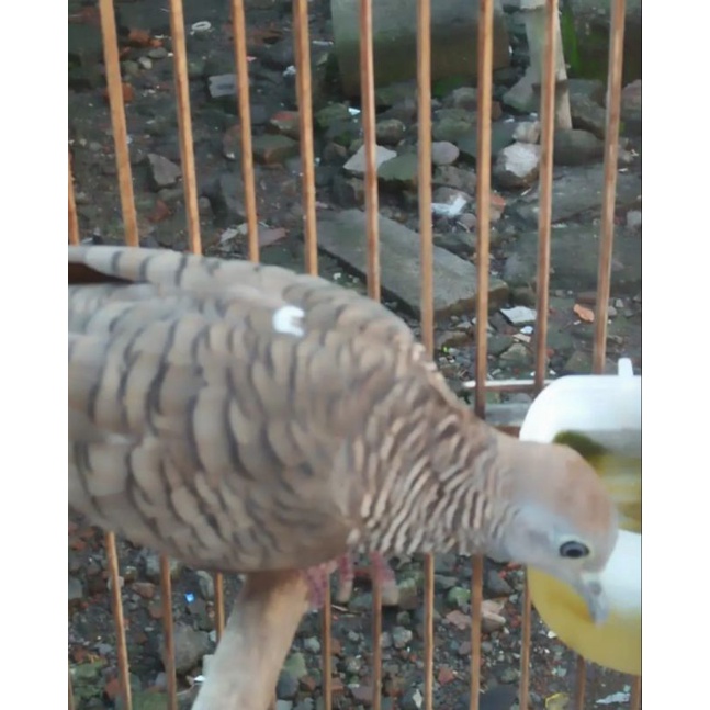 Image of burung perkutut katuranggan songgo buono lokal alam asli suara kristal #0