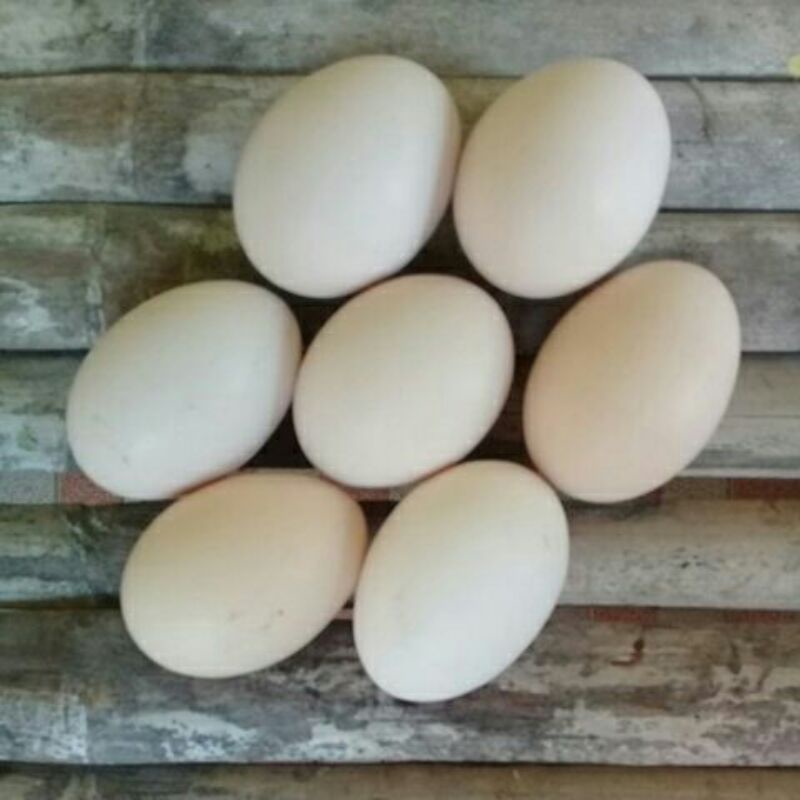 

telur fertil ayam hias bulu rintik